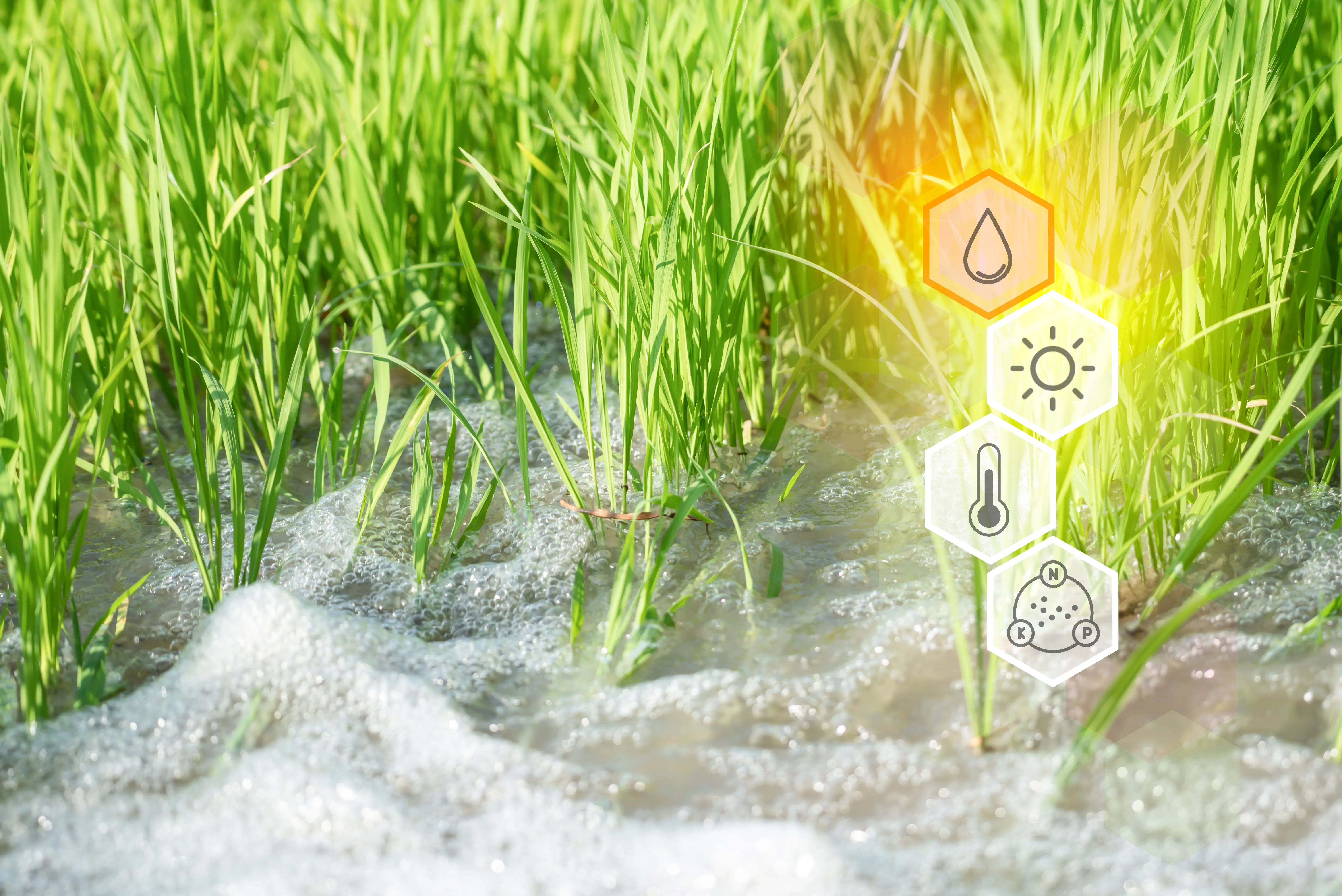 Optimizing Agriculture with Irrigation Systems and Sodium Silicate